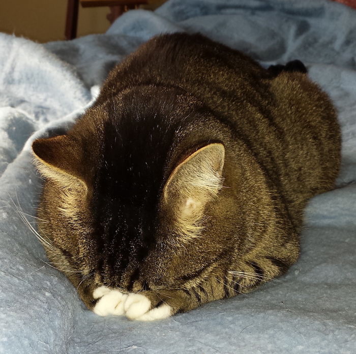 People Are Sharing Pics Of Their Cats Acting Weird (Add Yours)