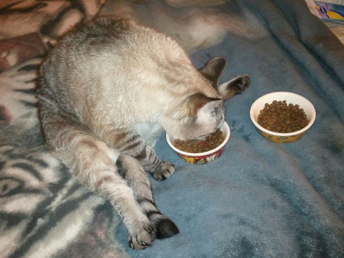 People Are Sharing Pics Of Their Cats Acting Weird (Add Yours)