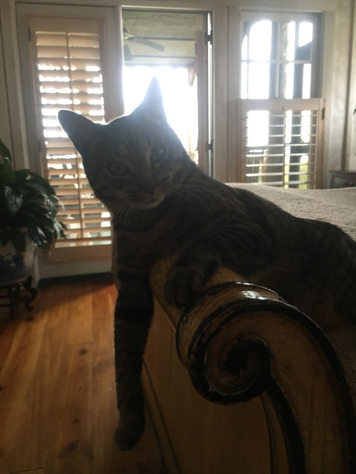 People Are Sharing Pics Of Their Cats Acting Weird (Add Yours)