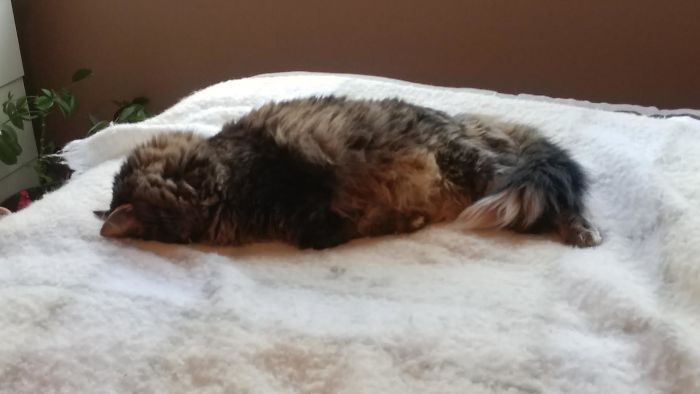 People Are Sharing Pics Of Their Cats Acting Weird (Add Yours)