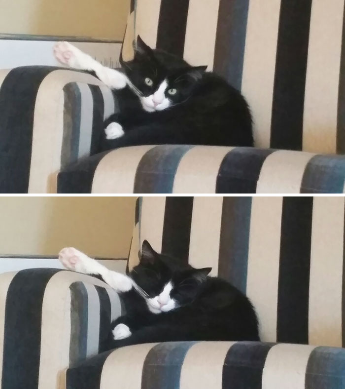 People Are Sharing Pics Of Their Cats Acting Weird (Add Yours)