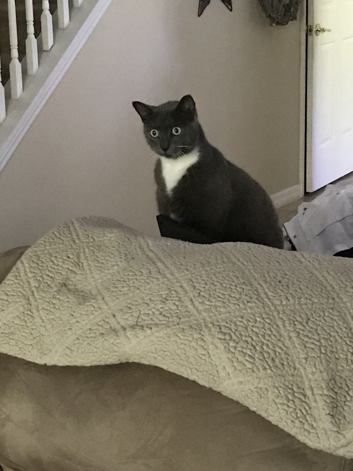 People Are Sharing Pics Of Their Cats Acting Weird (Add Yours)