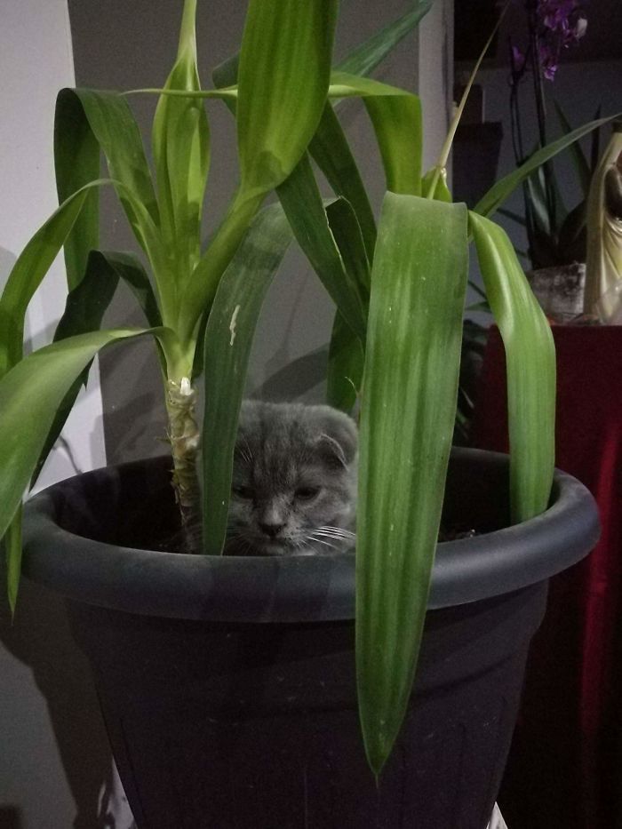 People Are Sharing Pics Of Their Cats Acting Weird (Add Yours)