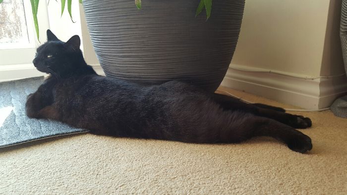 People Are Sharing Pics Of Their Cats Acting Weird (Add Yours)