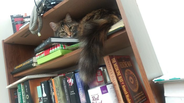 People Are Sharing Pics Of Their Cats Acting Weird (Add Yours)