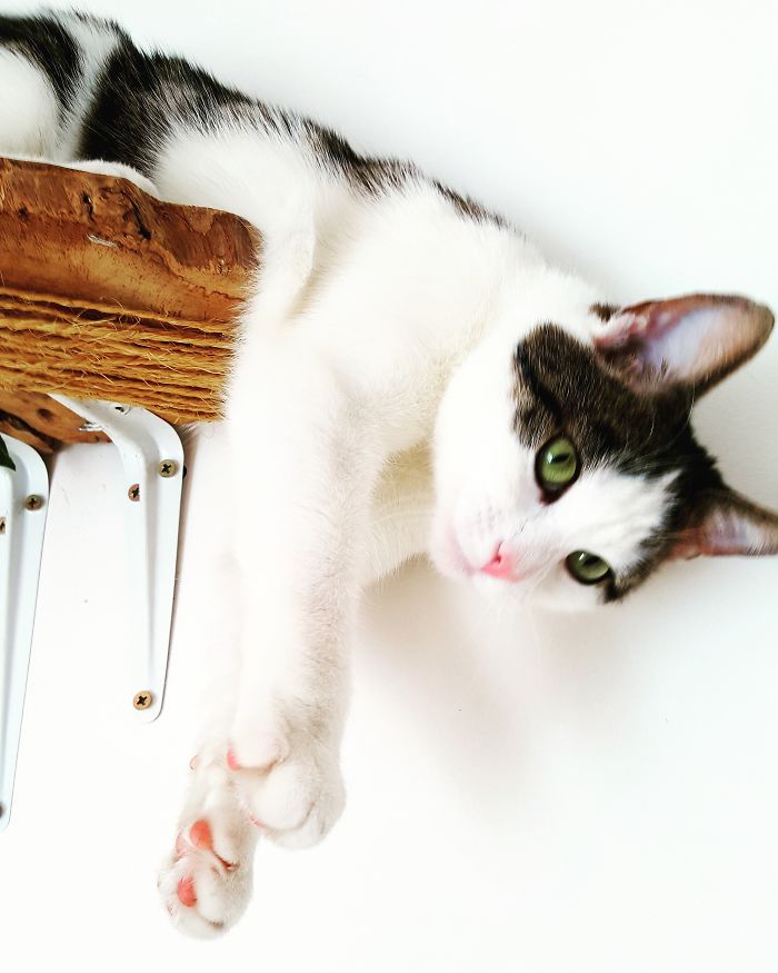 People Are Sharing Pics Of Their Cats Acting Weird (Add Yours)