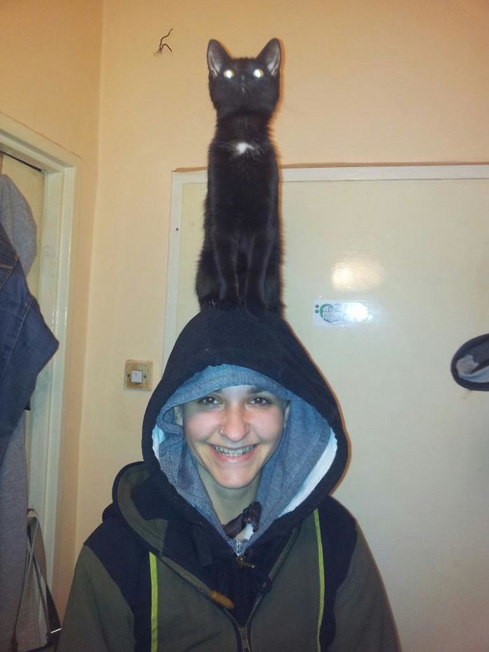 People Are Sharing Pics Of Their Cats Acting Weird (Add Yours)