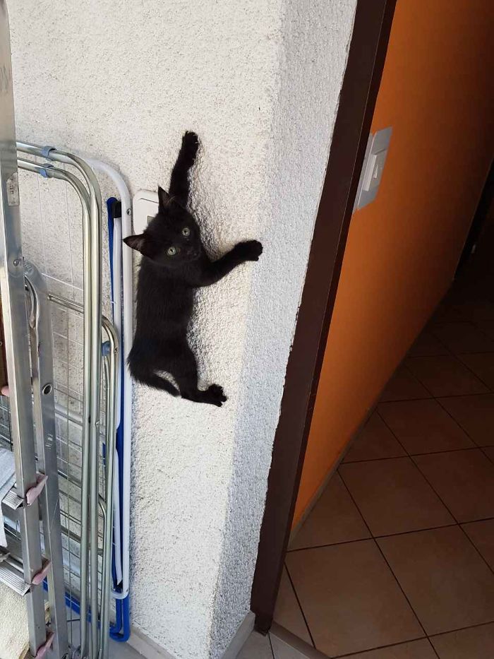 People Are Sharing Pics Of Their Cats Acting Weird (Add Yours)