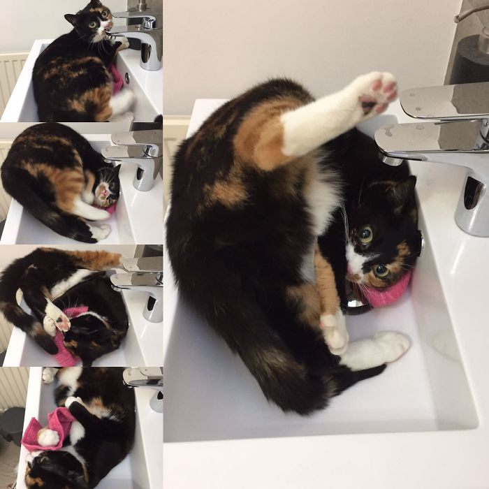 People Are Sharing Pics Of Their Cats Acting Weird (Add Yours)