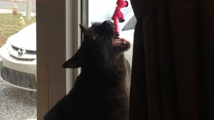 People Are Sharing Pics Of Their Cats Acting Weird (Add Yours)