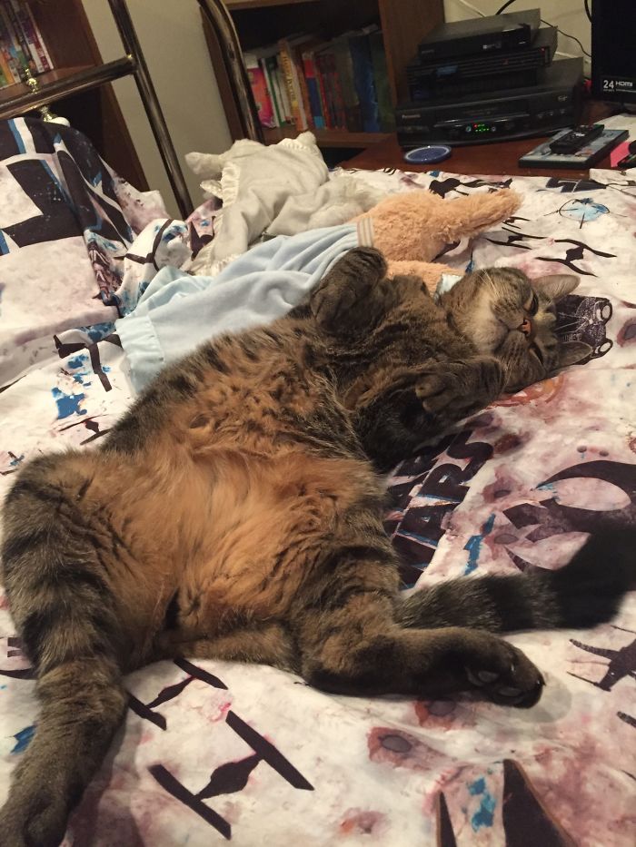 People Are Sharing Pics Of Their Cats Acting Weird (Add Yours)
