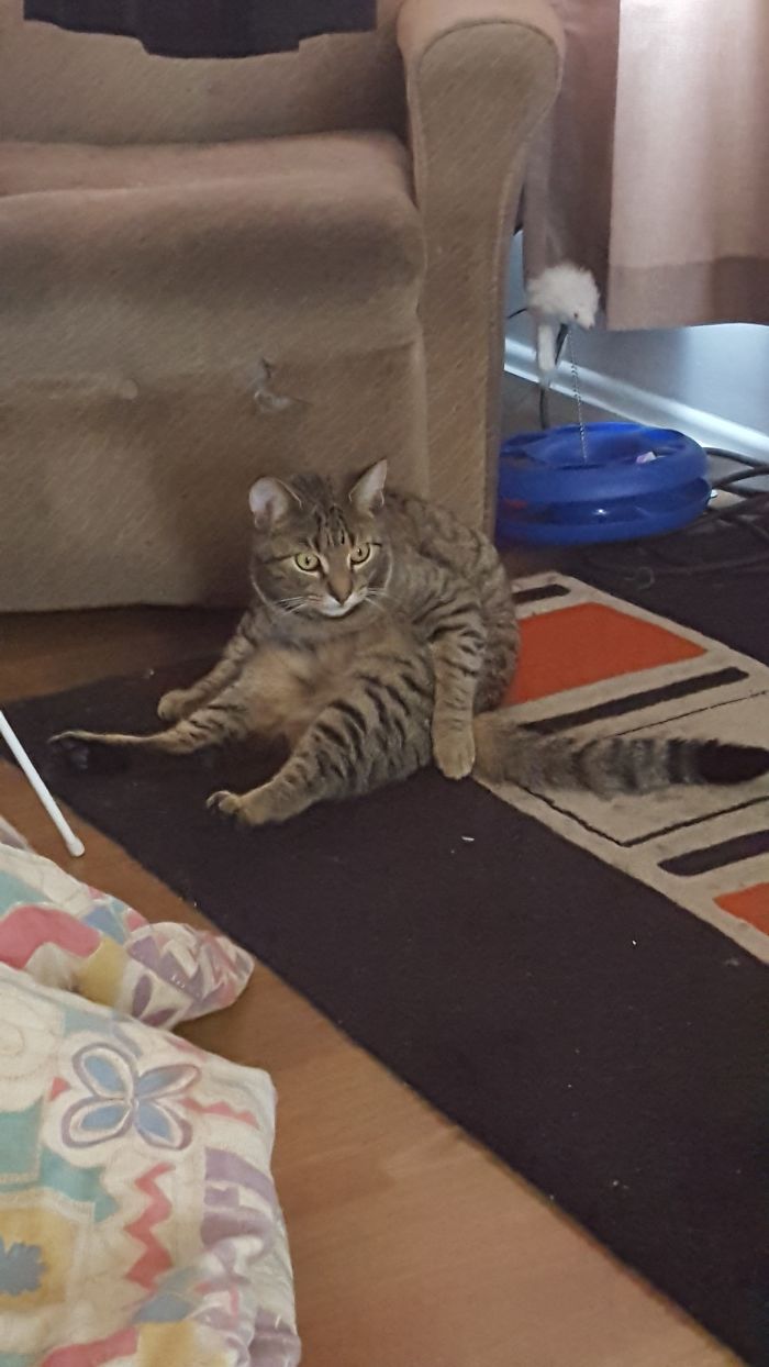 People Are Sharing Pics Of Their Cats Acting Weird (Add Yours)