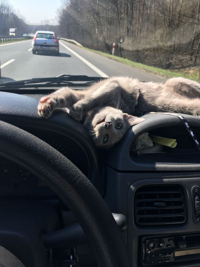 People Are Sharing Pics Of Their Cats Acting Weird (Add Yours)