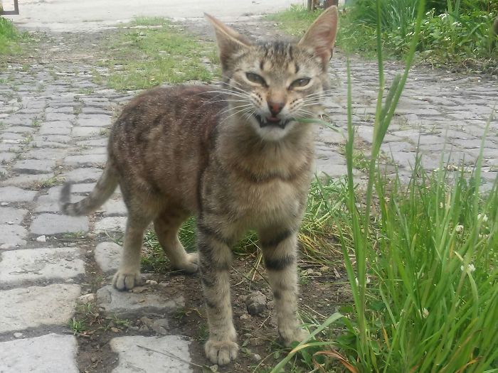 People Are Sharing Pics Of Their Cats Acting Weird (Add Yours)