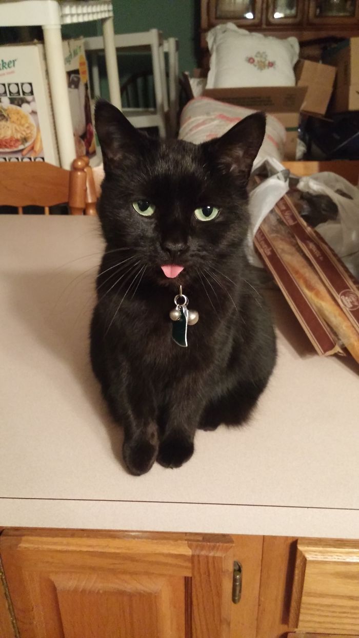 People Are Sharing Pics Of Their Cats Acting Weird (Add Yours)