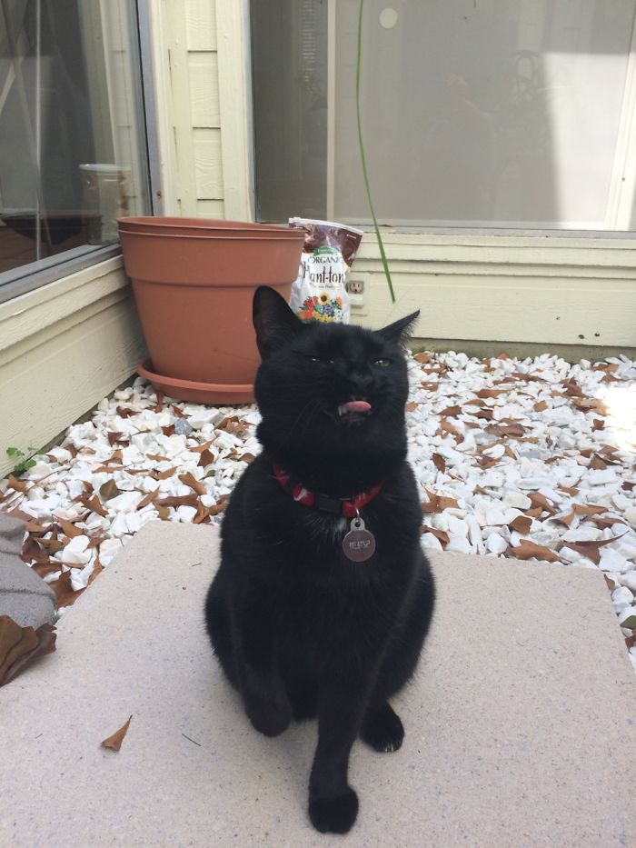 People Are Sharing Pics Of Their Cats Acting Weird (Add Yours)