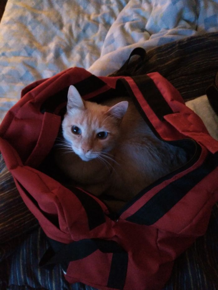 People Are Sharing Pics Of Their Cats Acting Weird (Add Yours)