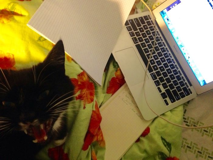 People Are Sharing Pics Of Their Cats Acting Weird (Add Yours)