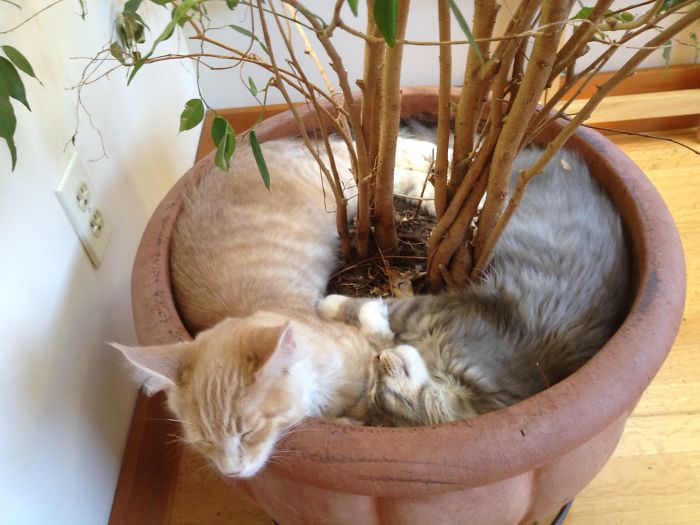 People Are Sharing Pics Of Their Cats Acting Weird (Add Yours)