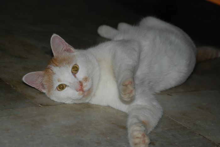 People Are Sharing Pics Of Their Cats Acting Weird (Add Yours)