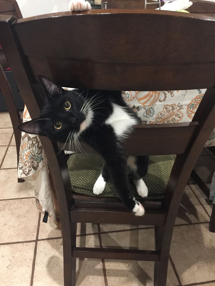 People Are Sharing Pics Of Their Cats Acting Weird (Add Yours)