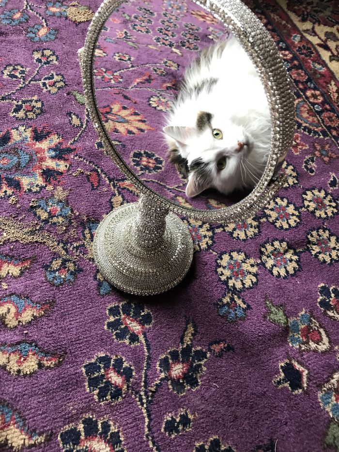 People Are Sharing Pics Of Their Cats Acting Weird (Add Yours)