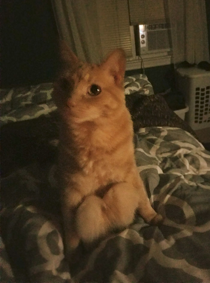 People Are Sharing Pics Of Their Cats Acting Weird (Add Yours)
