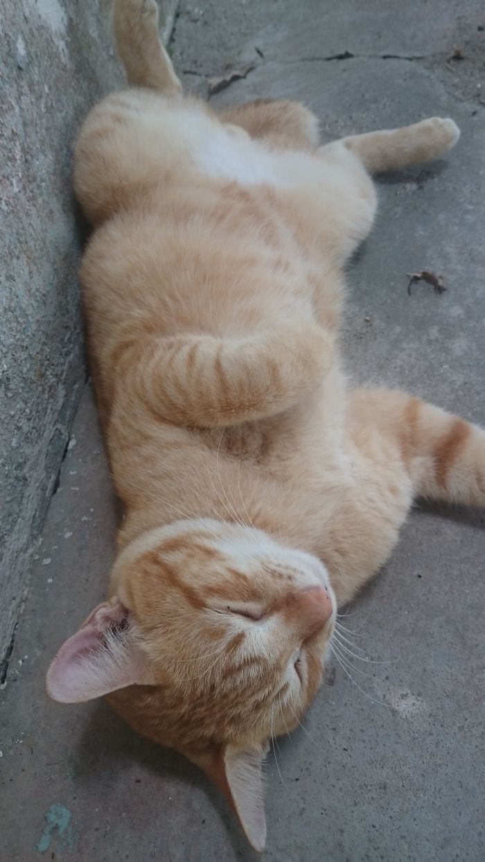 People Are Sharing Pics Of Their Cats Acting Weird (Add Yours)