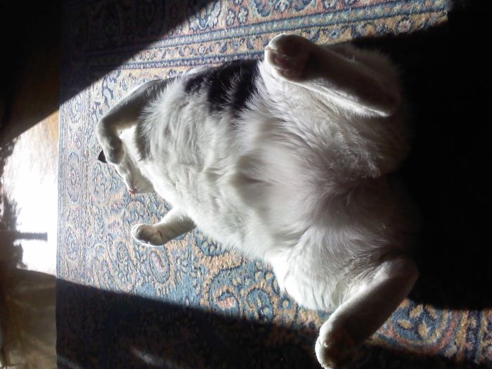 People Are Sharing Pics Of Their Cats Acting Weird (Add Yours)