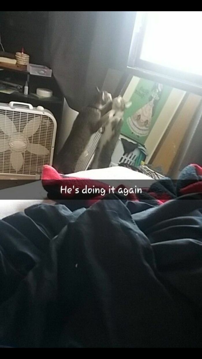 People Are Sharing Pics Of Their Cats Acting Weird (Add Yours)