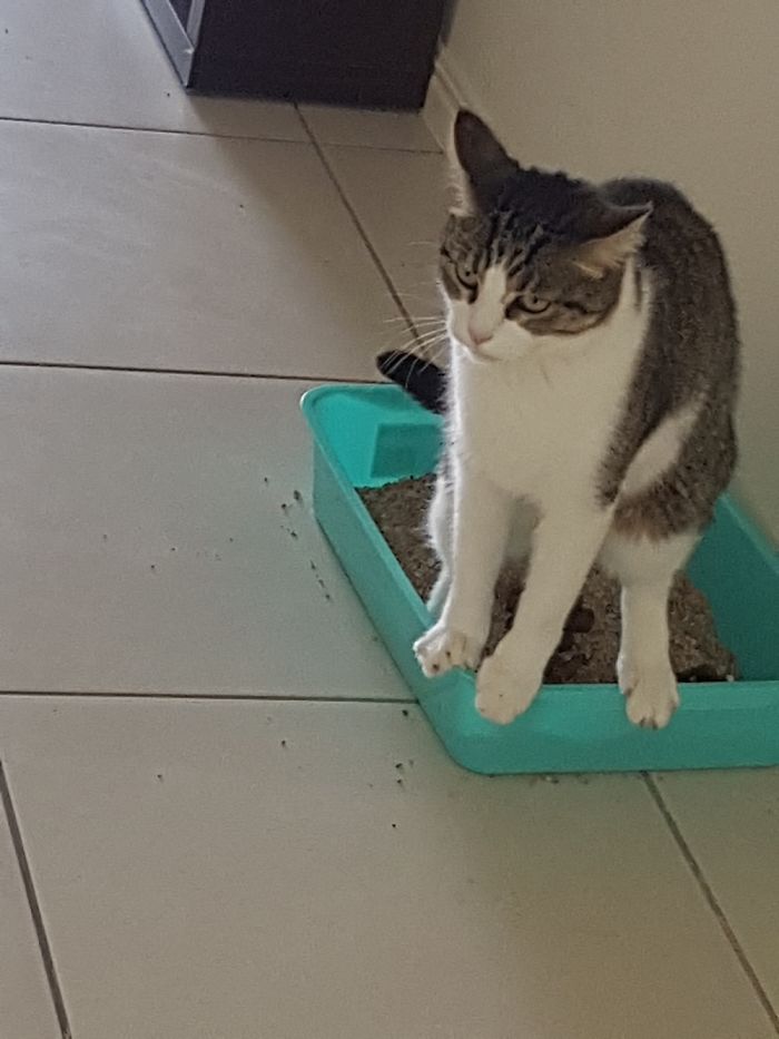 People Are Sharing Pics Of Their Cats Acting Weird (Add Yours)