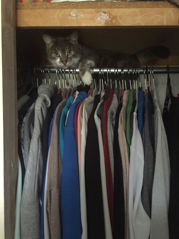 People Are Sharing Pics Of Their Cats Acting Weird (Add Yours)