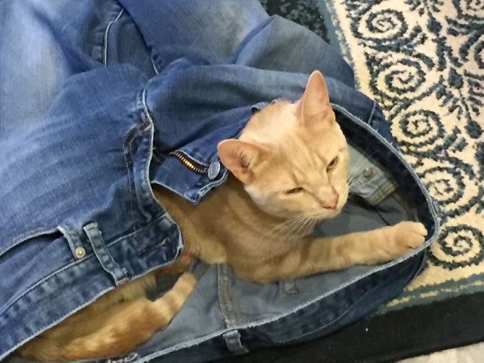 People Are Sharing Pics Of Their Cats Acting Weird (Add Yours)