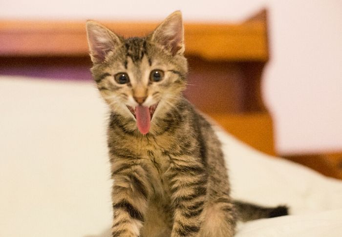 People Are Sharing Pics Of Their Cats Acting Weird (Add Yours)