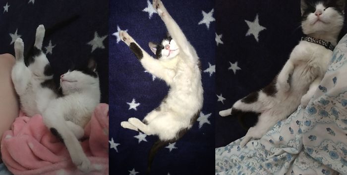 People Are Sharing Pics Of Their Cats Acting Weird (Add Yours)