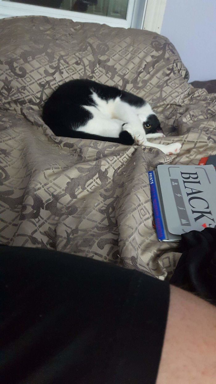 People Are Sharing Pics Of Their Cats Acting Weird (Add Yours)