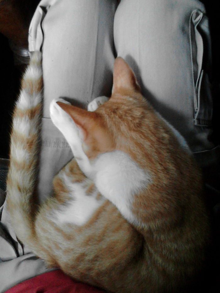 People Are Sharing Pics Of Their Cats Acting Weird (Add Yours)