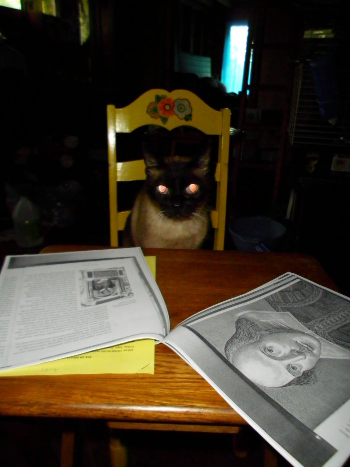 People Are Sharing Pics Of Their Cats Acting Weird (Add Yours)