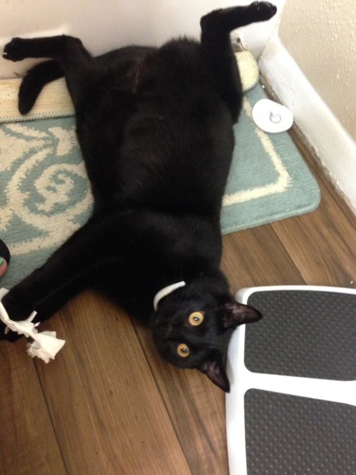 People Are Sharing Pics Of Their Cats Acting Weird (Add Yours)