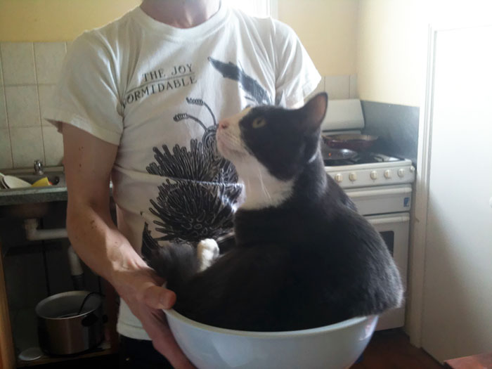 People Are Sharing Pics Of Their Cats Acting Weird (Add Yours)