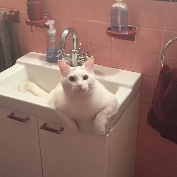 People Are Sharing Pics Of Their Cats Acting Weird (Add Yours)