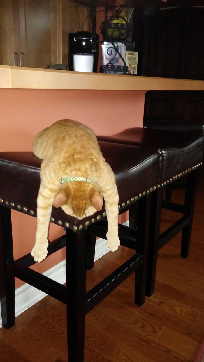 People Are Sharing Pics Of Their Cats Acting Weird (Add Yours)