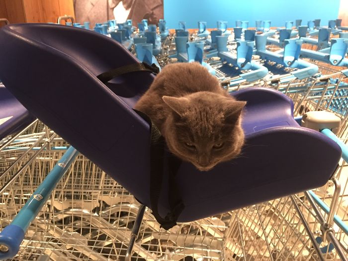 People Are Sharing Pics Of Their Cats Acting Weird (Add Yours)