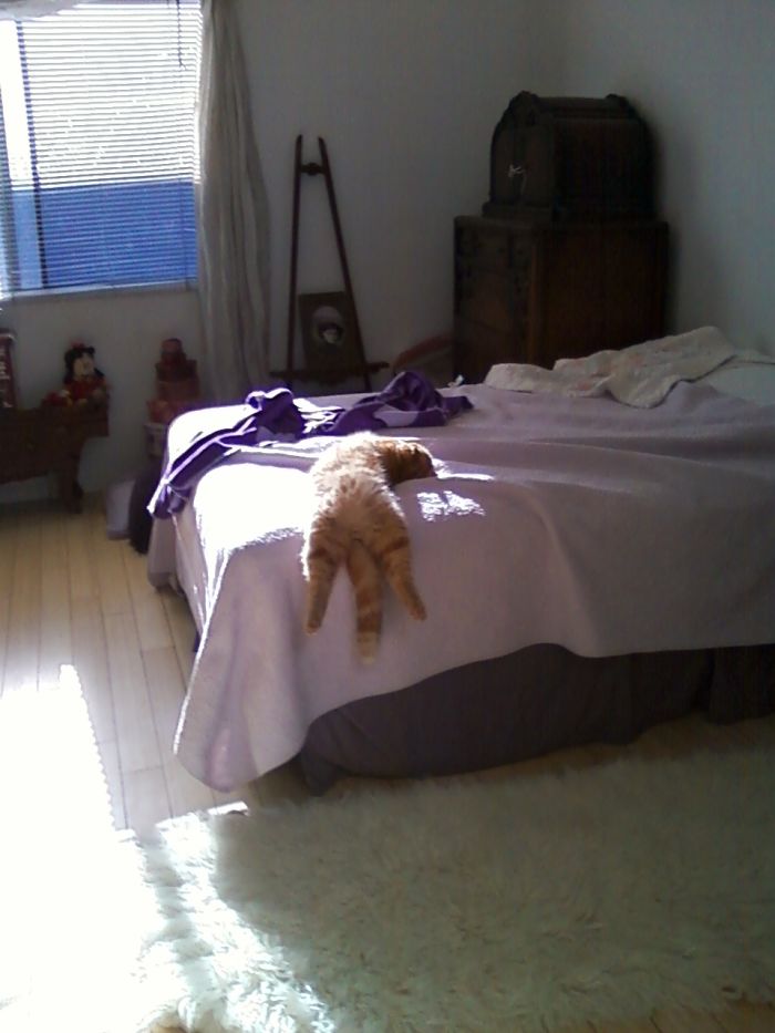 People Are Sharing Pics Of Their Cats Acting Weird (Add Yours)