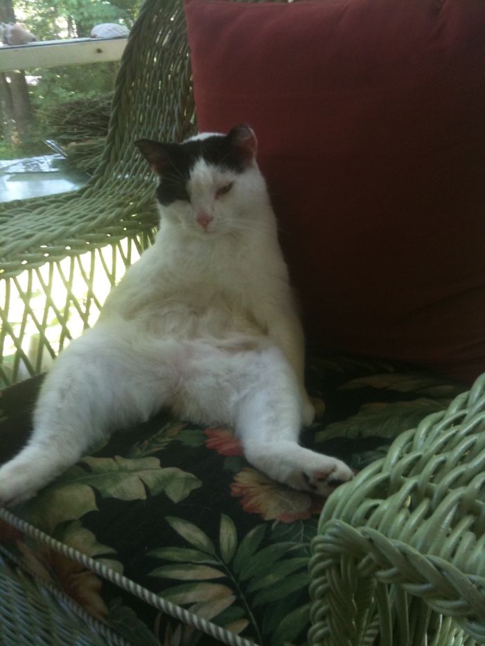 People Are Sharing Pics Of Their Cats Acting Weird (Add Yours)