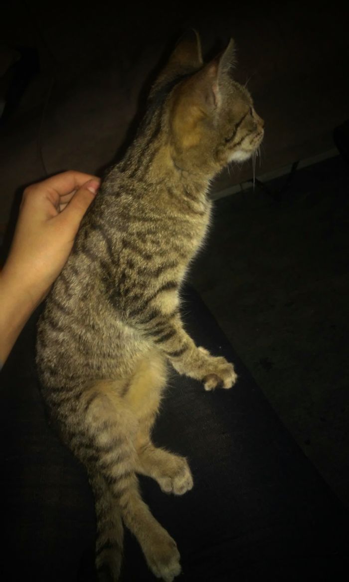 People Are Sharing Pics Of Their Cats Acting Weird (Add Yours)