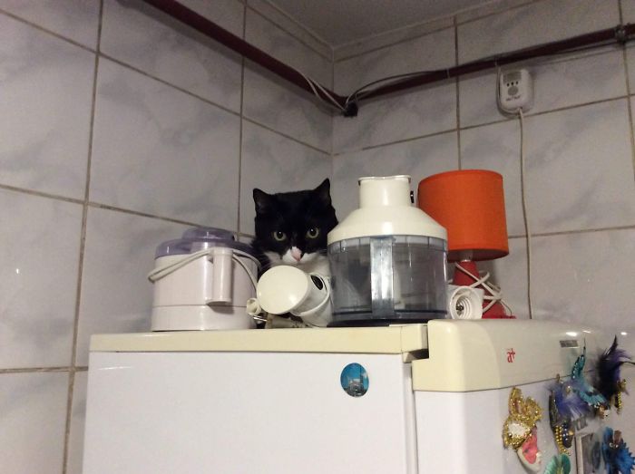 People Are Sharing Pics Of Their Cats Acting Weird (Add Yours)