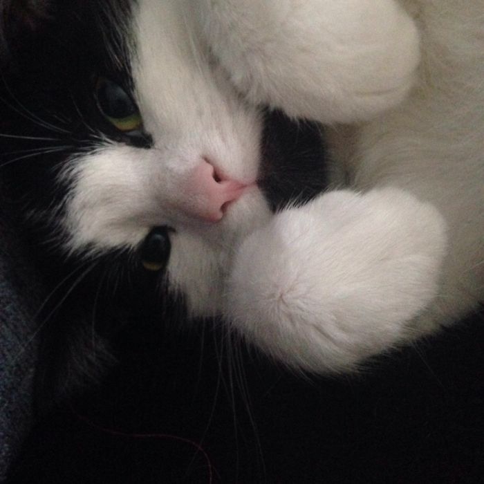 People Are Sharing Pics Of Their Cats Acting Weird (Add Yours)