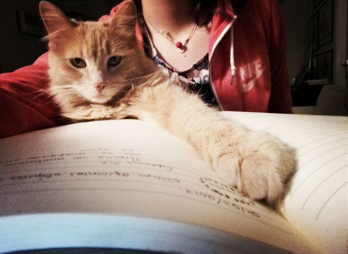 People Are Sharing Pics Of Their Cats Acting Weird (Add Yours)