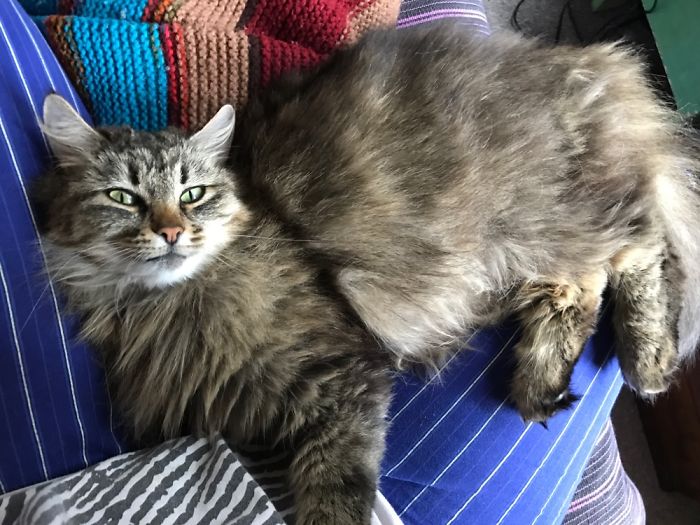 People Are Sharing Pics Of Their Cats Acting Weird (Add Yours)